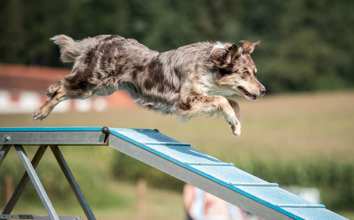 Hond-rennend
